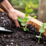 Best Raised Garden Beds For The Home Yard
