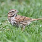 Do Birds Eat Grass Seed?