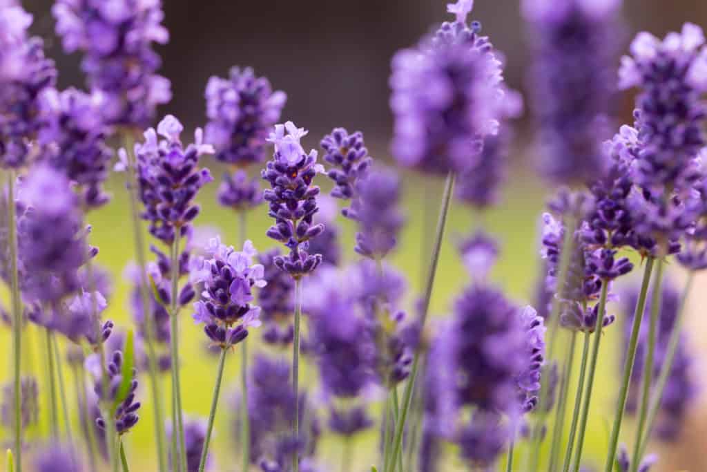 6 Plants That Repel Mice Peak Yard