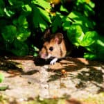 6 Plants That May Repel Mice