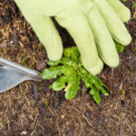 Best Weed Removal Tools for the Lawn & Garden