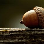 Is an Acorn a Nut?