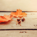 Best Ways To Pick Up Acorns