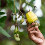 Do Cashews Come From A Fruit?