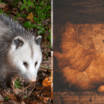 Do Possums Eat Chickens?