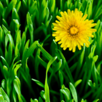 Are Dandelions Weeds?