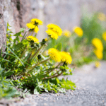 How To Eliminate Weeds in Driveway Cracks