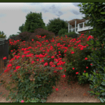 Do Knock Out Roses Have Thorns?