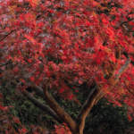 Red Maple vs Japanese Maple