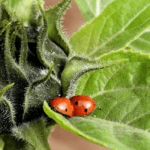 Do Ladybugs Eat Ants?