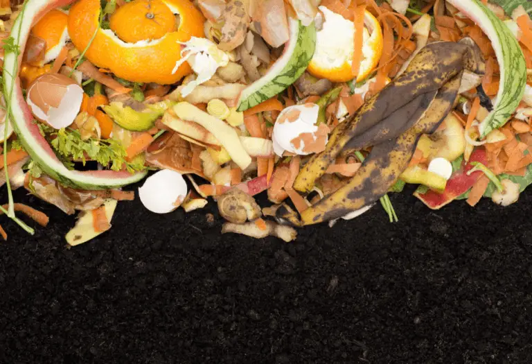 Can You Compost Orange Peels? Orange Peel Compost Guide Peak Yard