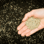 Does Grass Seed Have To Be Covered?