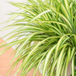 8 Stunning Spider Plant Benefits