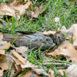 Dead Bird in your Yard? What to Do