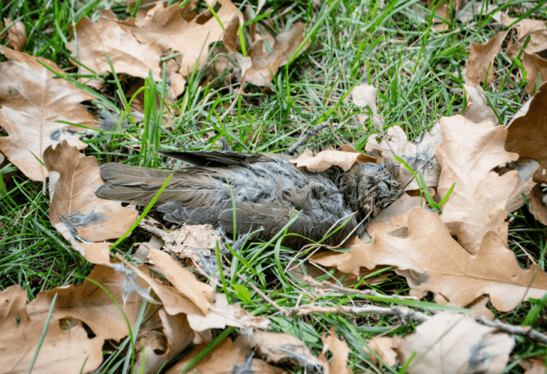 Dead Bird In Your Yard What To Do Peak Yard dead-bird-in-your-yard-what-to-do-peak-yard