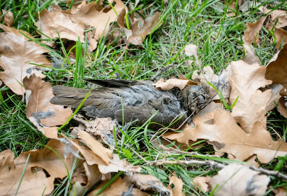 Dead Bird in your Yard? What to Do | Peak Yard