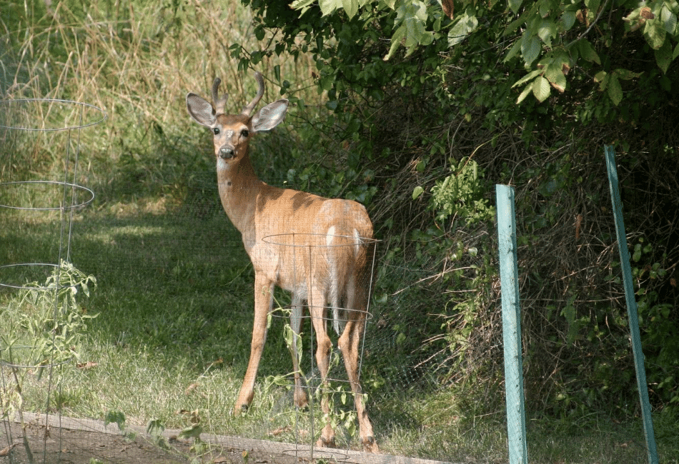 Do Deer Eat Tomato Plants Peak Yard