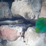 Can Snakes Climb Walls and Stairs?